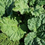 Thumbnail: Swiss Chard