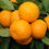 Thumbnail: Oranges