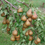 Thumbnail: Pears