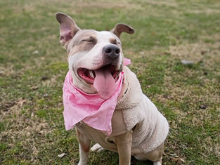 Urgent Foster Spotlight