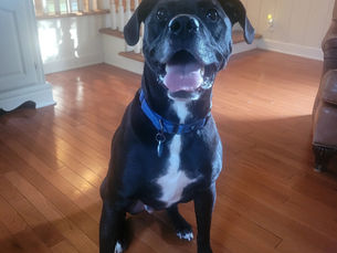 Adoption Update: Ali 💙