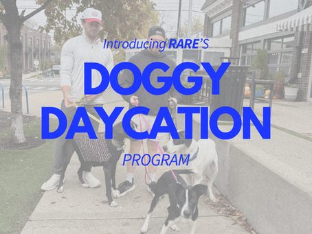 Have You Signed Up for a Doggy Daycation??