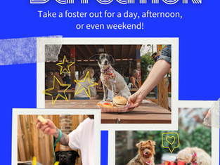 Events - Doggie Daycation