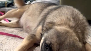 Stay Tuned.. Amaya's Puppies Are Almost Here!!