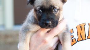 Meet Amaya's Explorer Litter