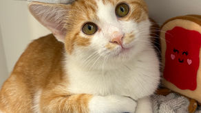 Adoption Update: Sunny! 🌞🐾 