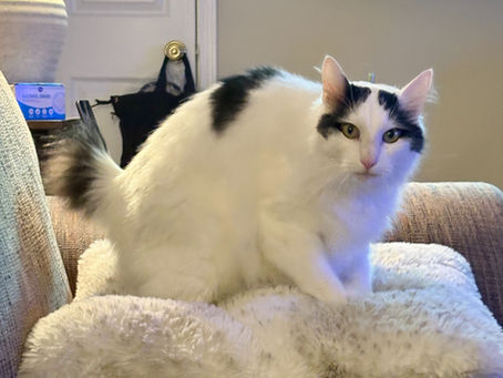Adoption Update: Banjo & Fifi – A Bittersweet Full-Circle Journey