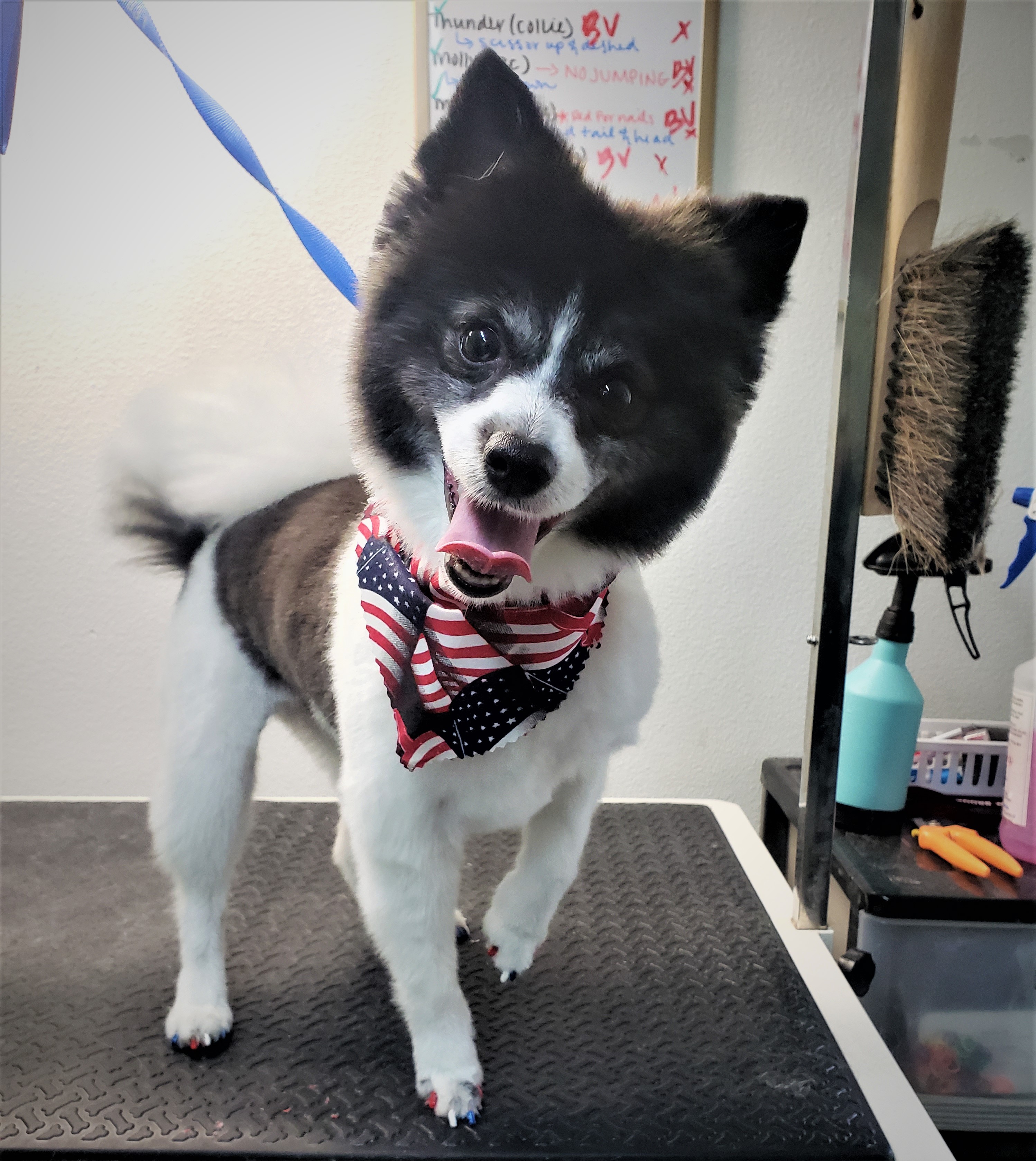 Lexus after her groom and pedicure