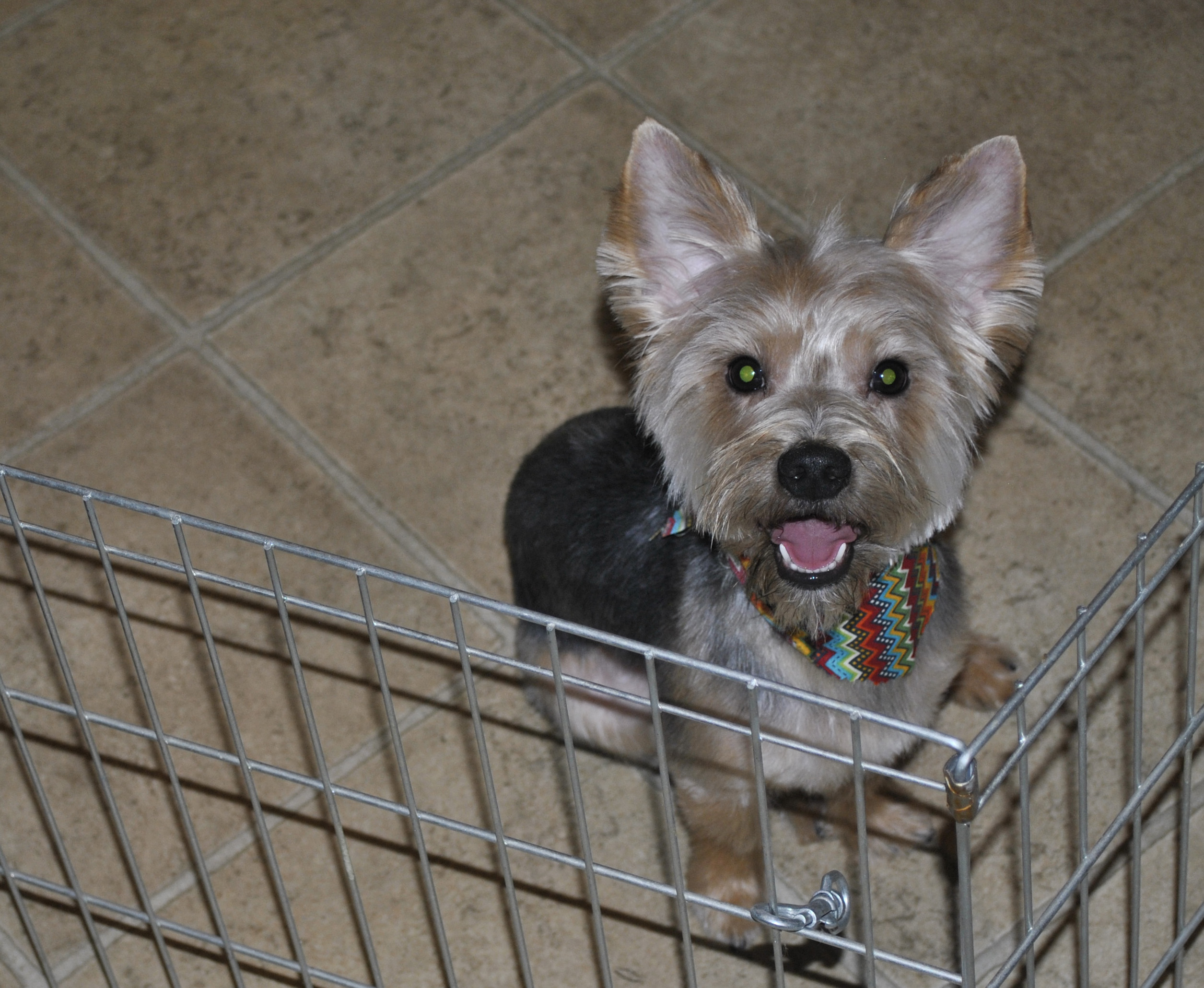 Duke the Yorkshire Terrier