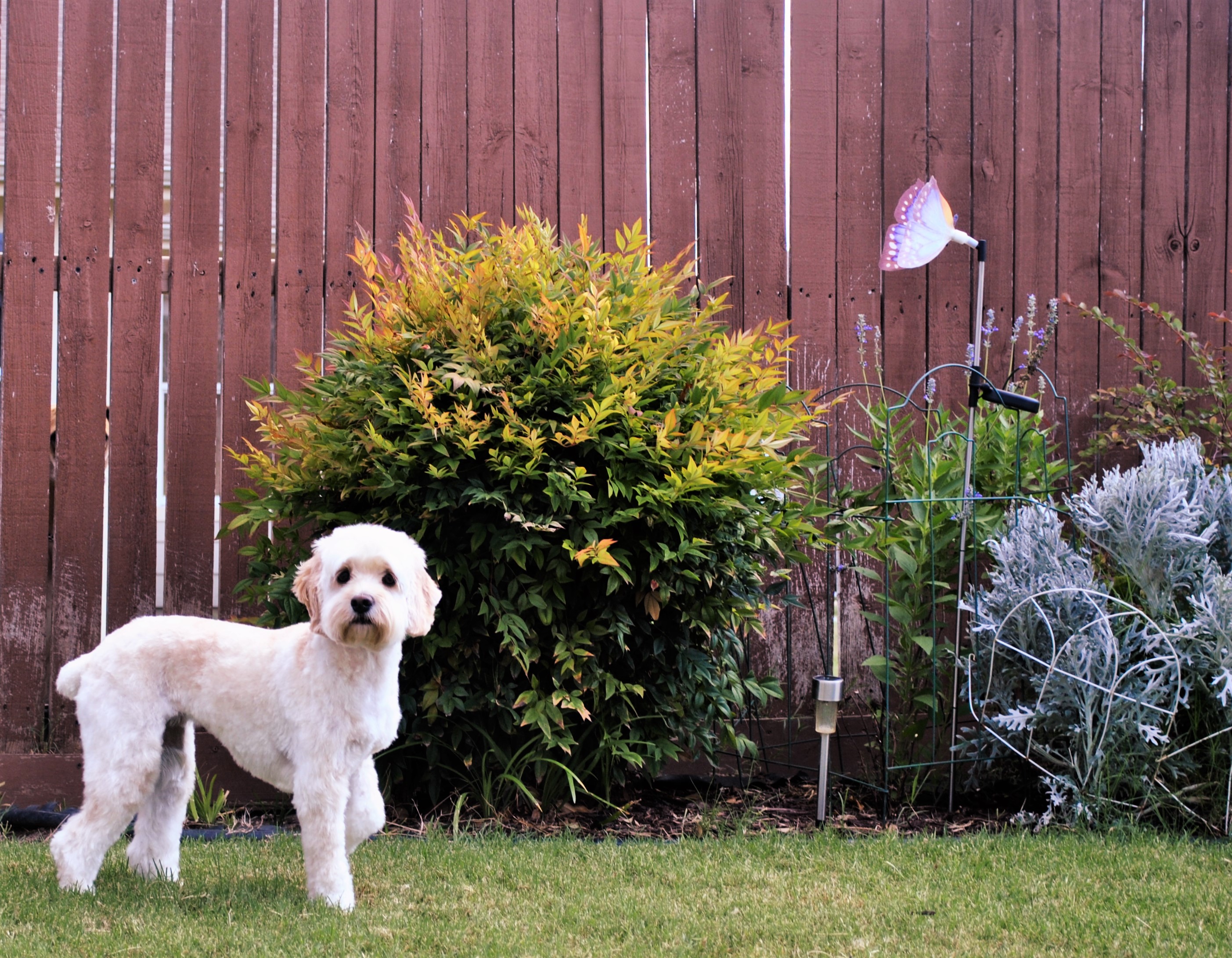 Happy the Cockapoo