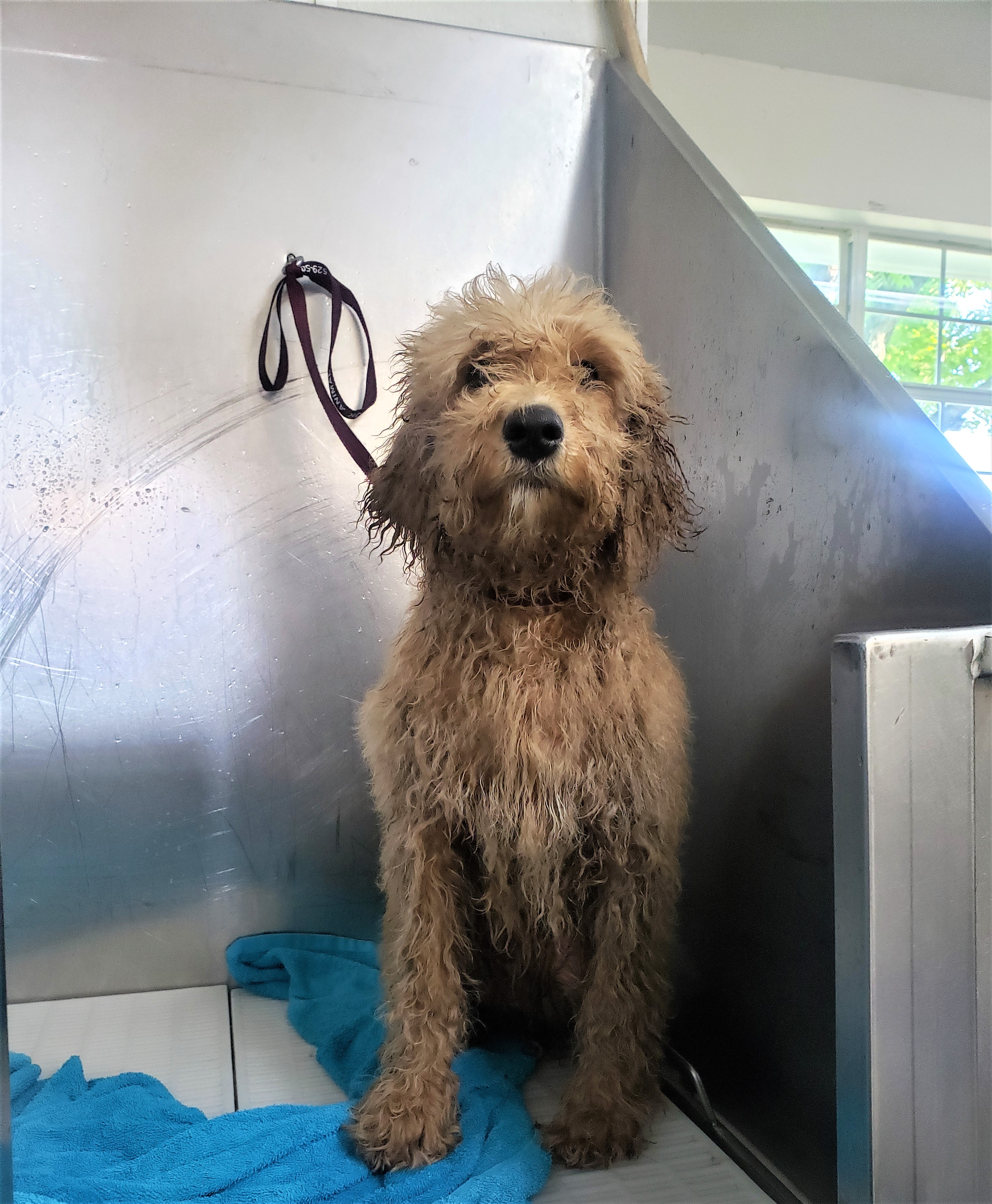 Baby Milo in the tub