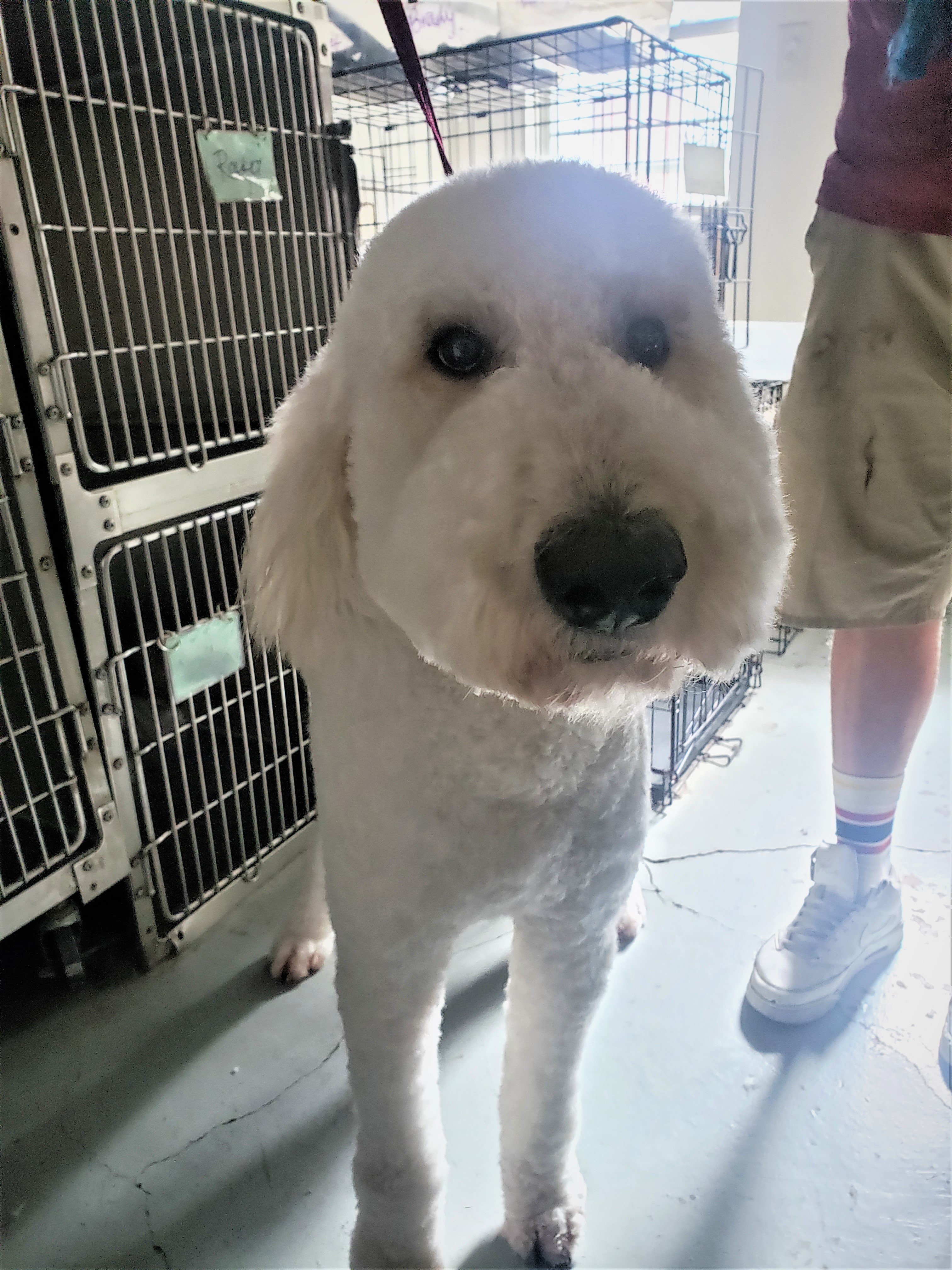 Winston after his groom with Roman