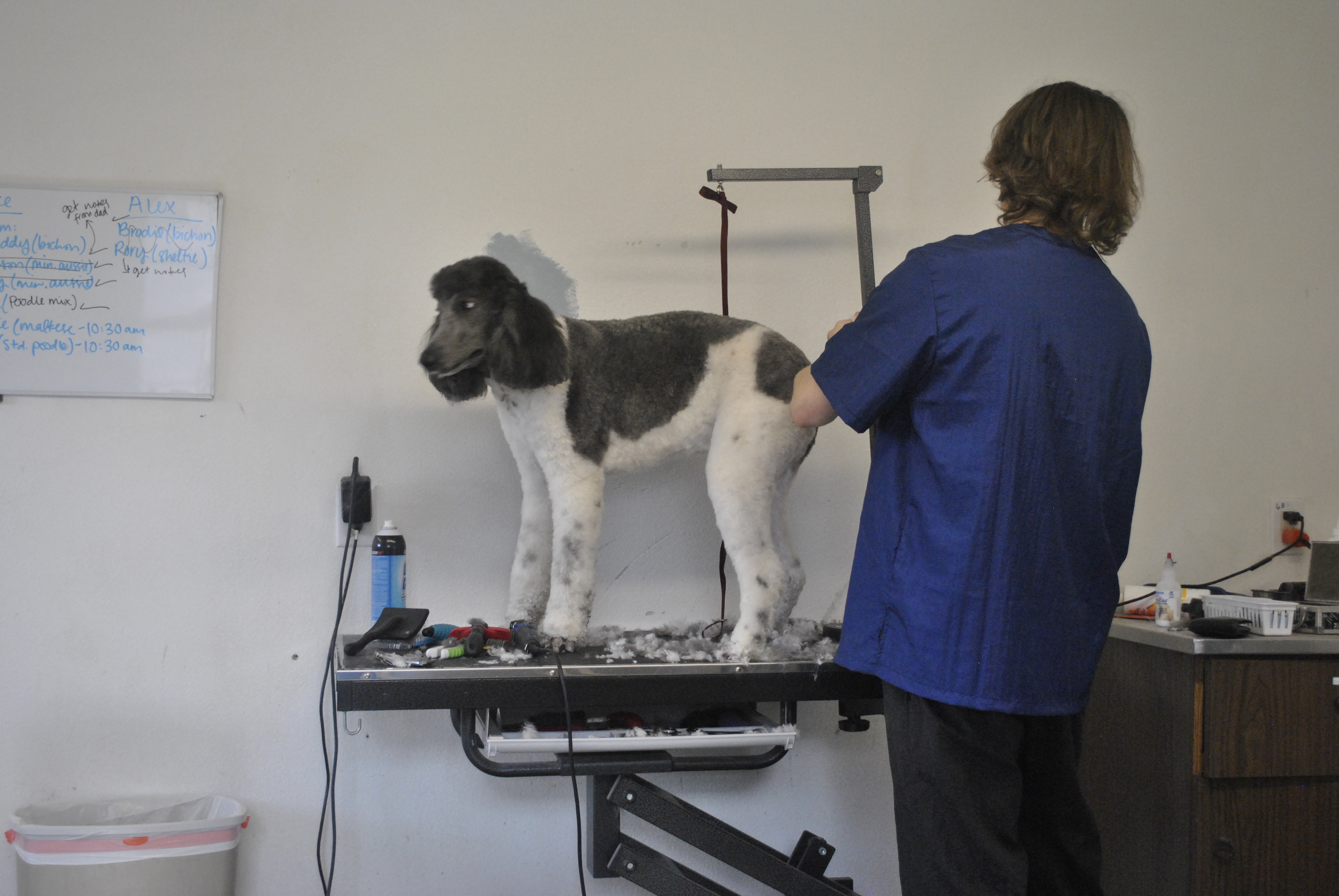 Lucky the Poodle and Groomer Parke