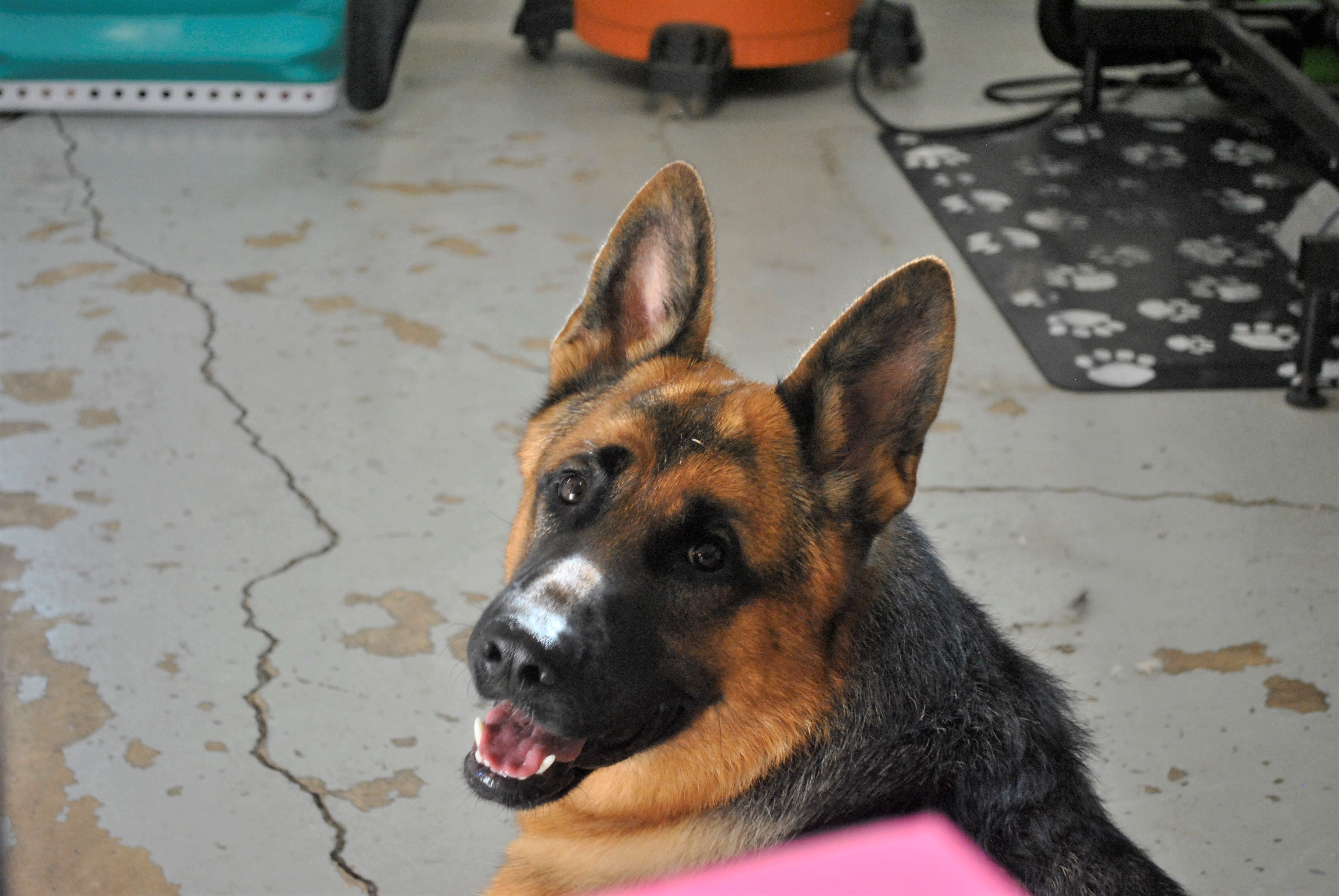 Bronco the German Shepherd