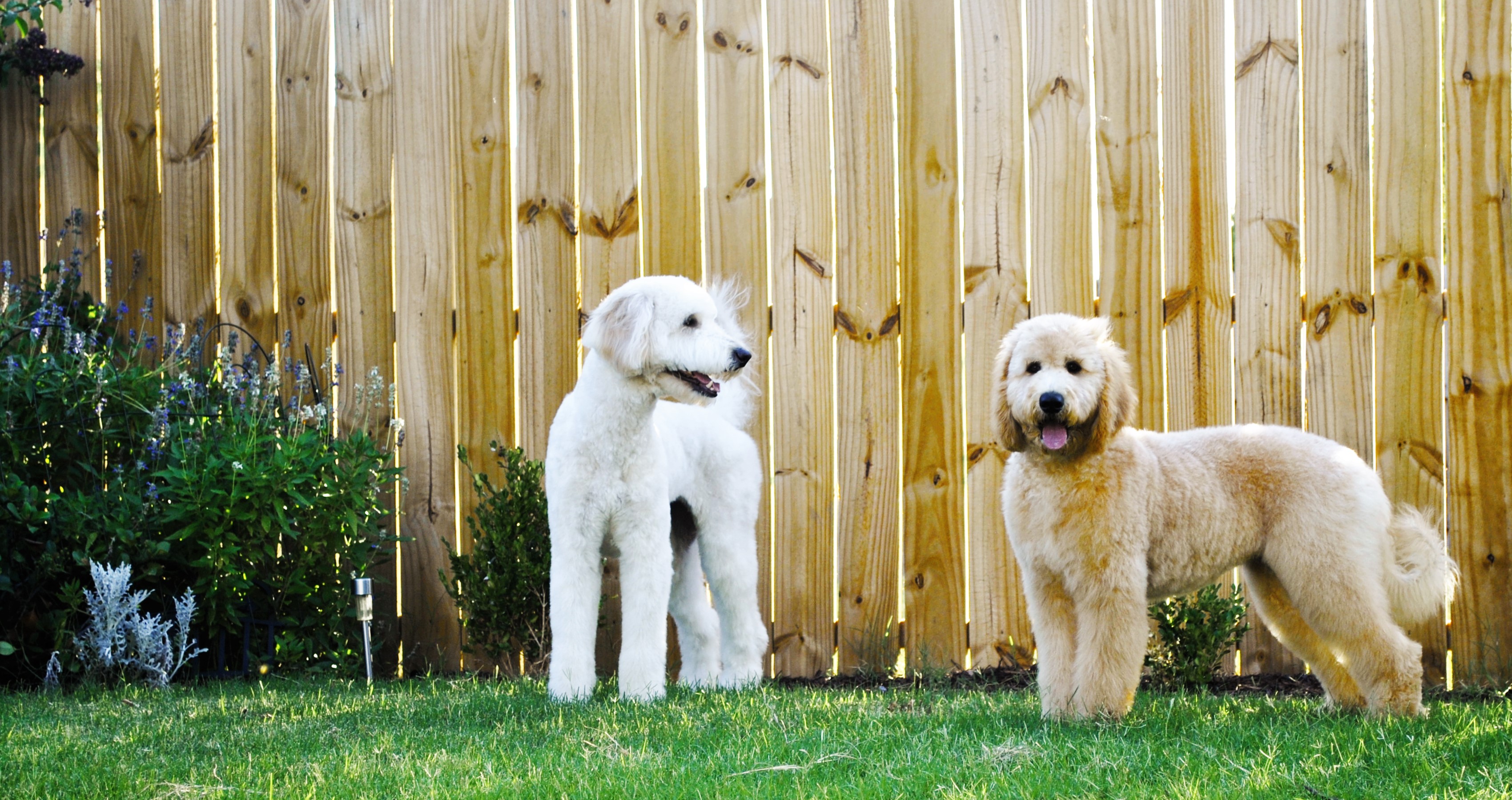 Violet and Ruby