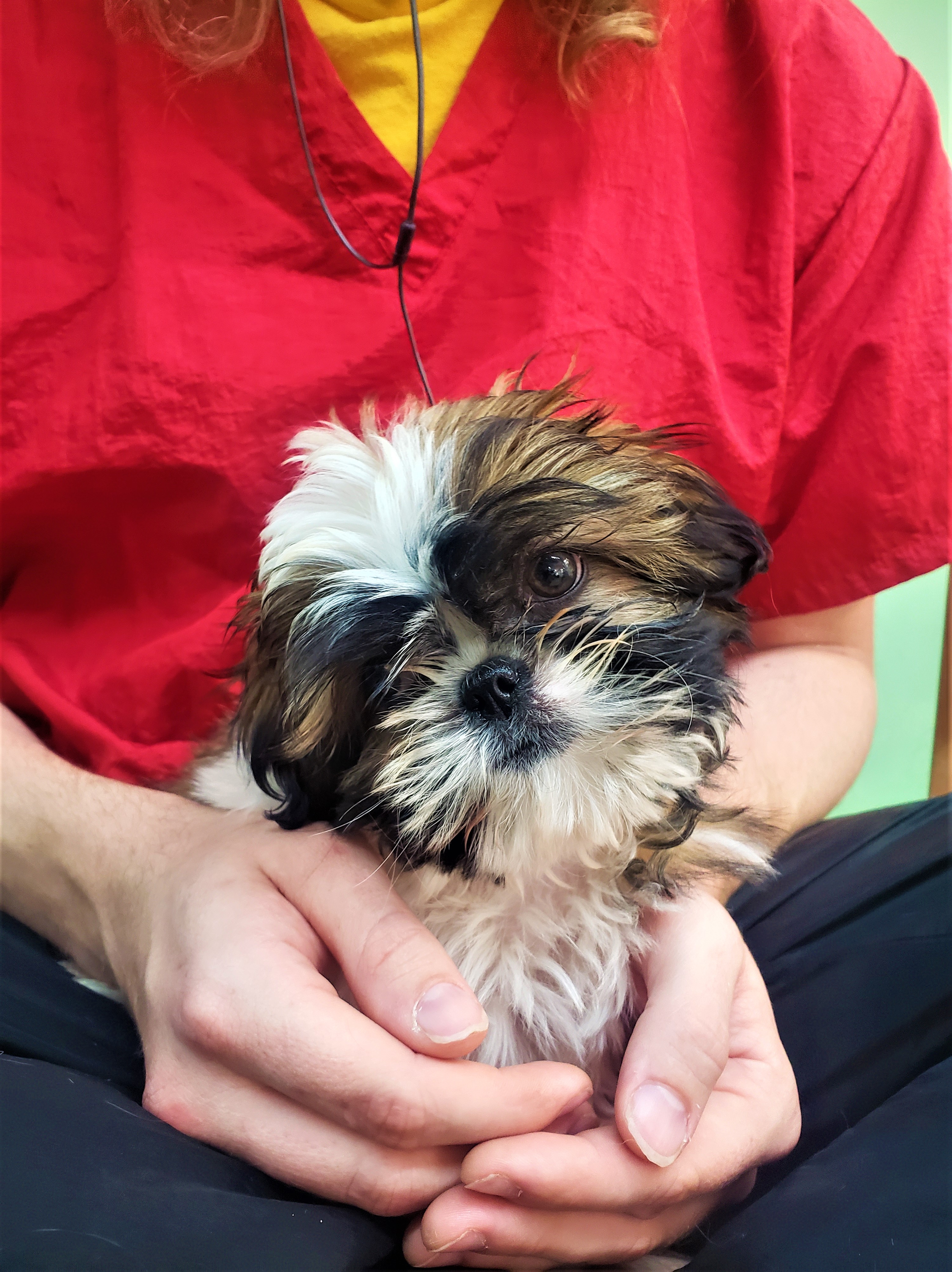 Baby Phoebe, pre-groom