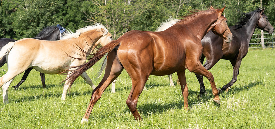 Pferd im Galopp