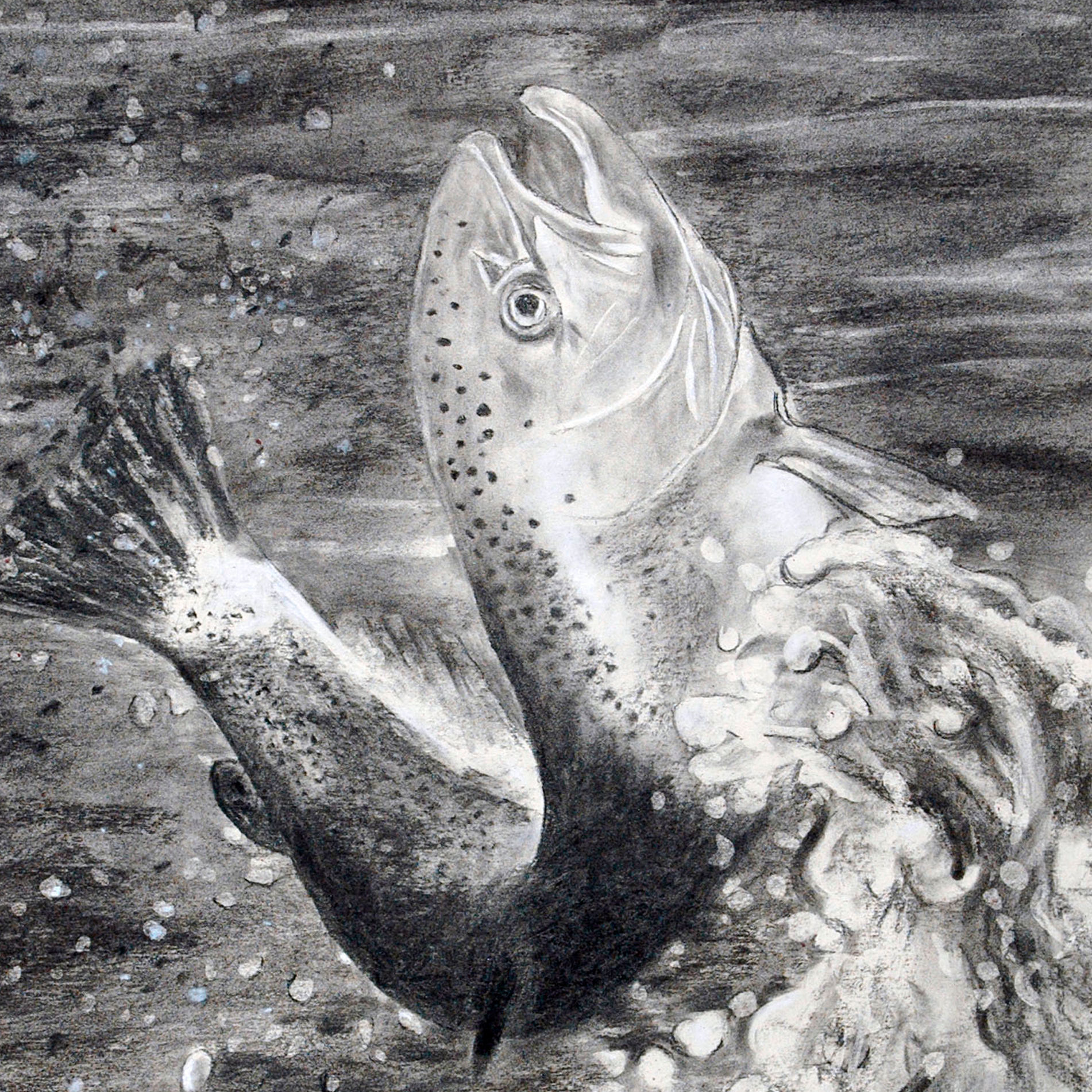 Rainbow - Trucha Arcoiris