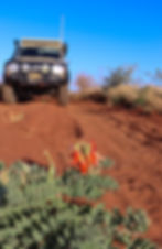 Close up of red flowers in red sand, with a offroad car in the back ground