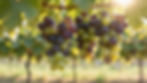 Vines in Bloom