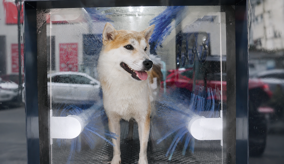 Woofwoof Lux dog care technology and automatic dog washing solutions in real-world environments