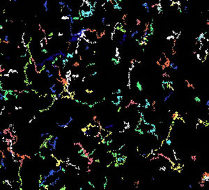 Membrane Biology