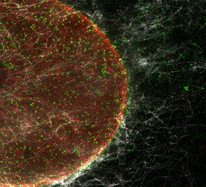 Live Cell Imaging