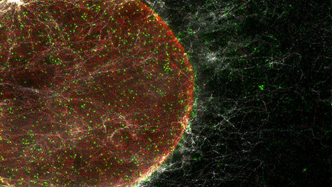 Live Cell Imaging