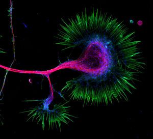 Neurobiology