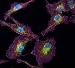 Cell Biology