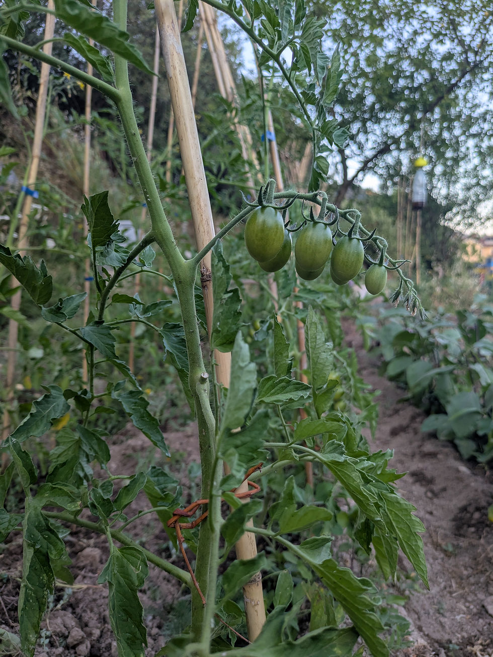 per i pomodori ci siamo quasi