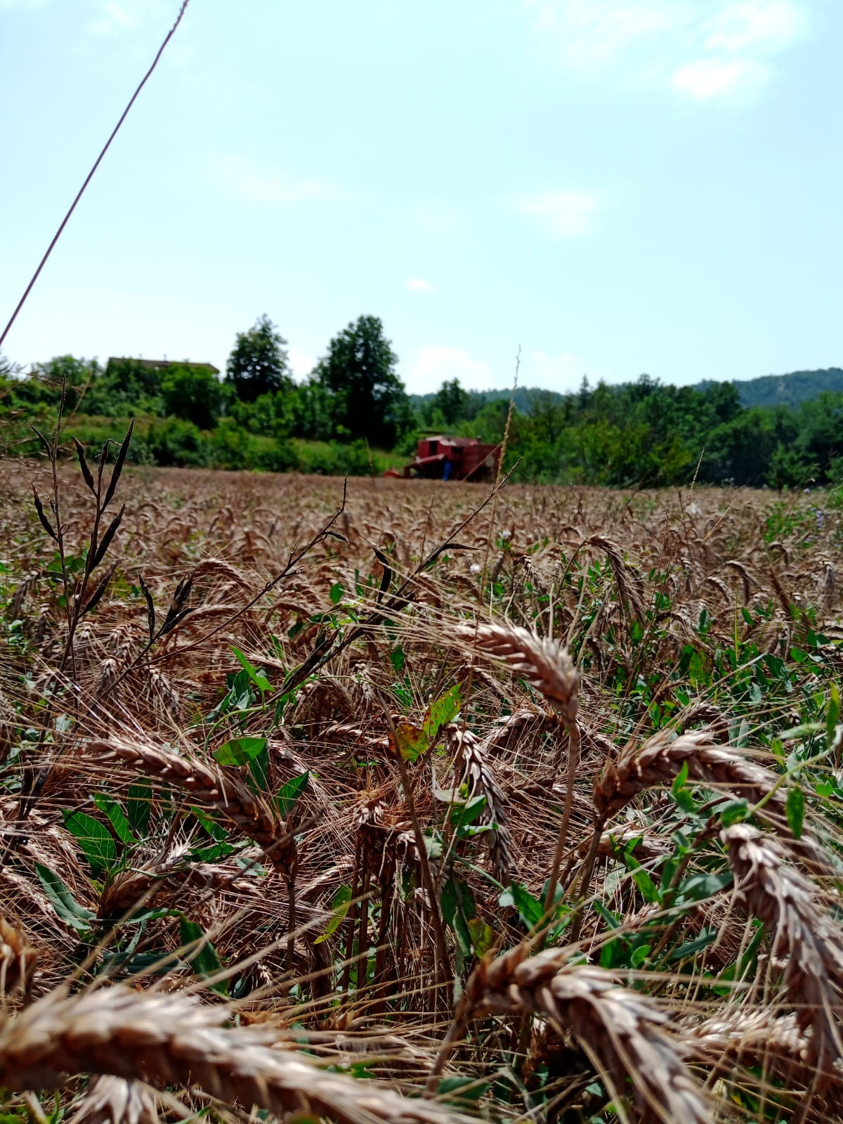 Farina biologica macinata a pietra