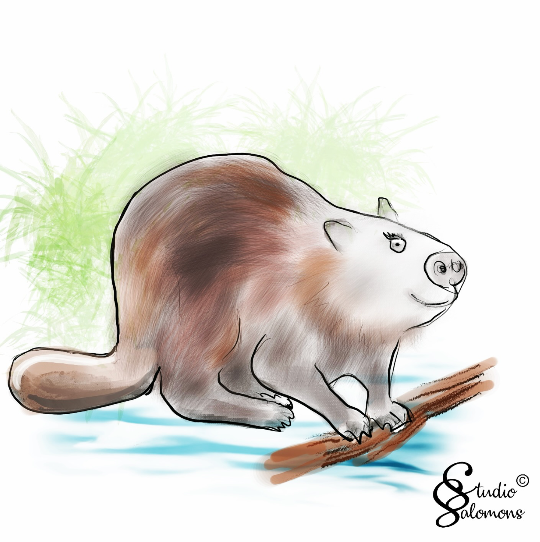 Beaver