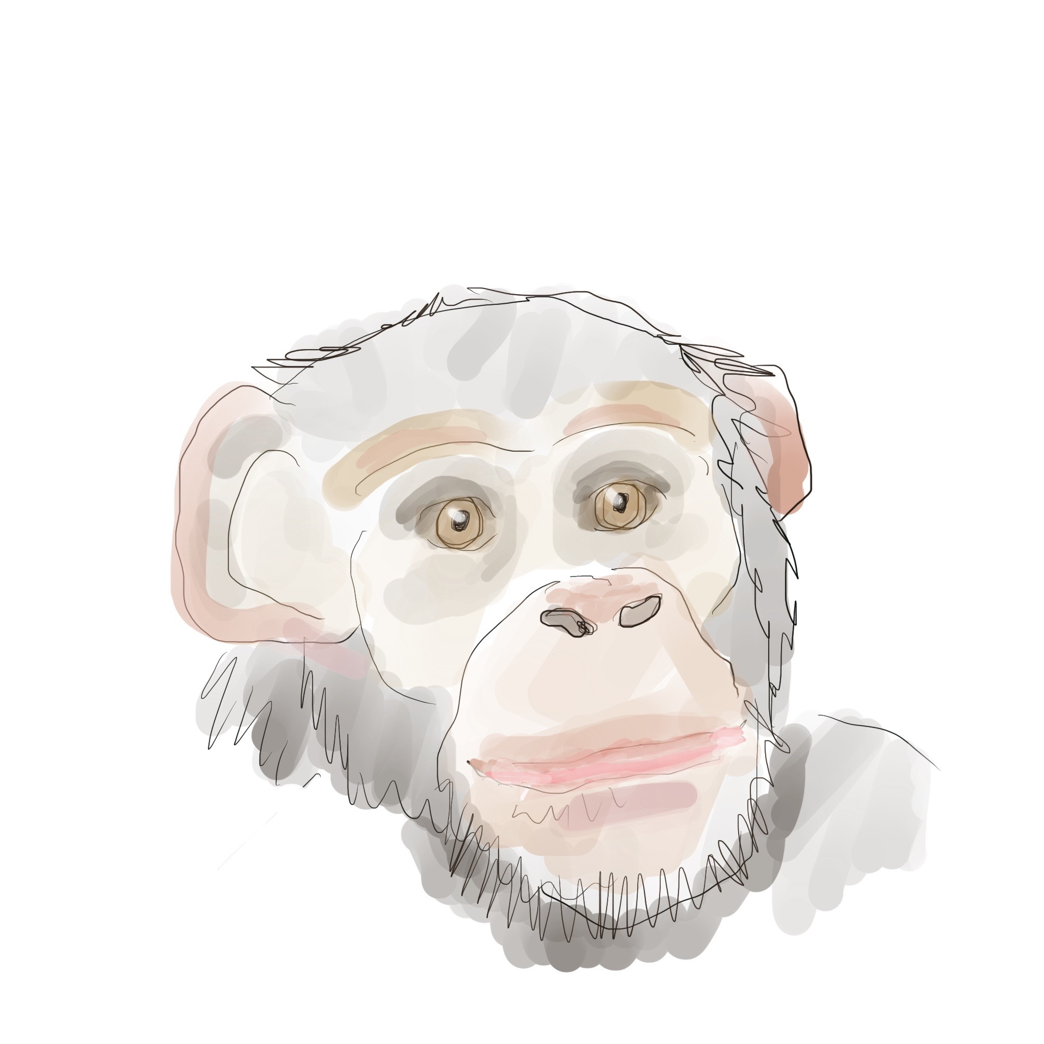 Chimp