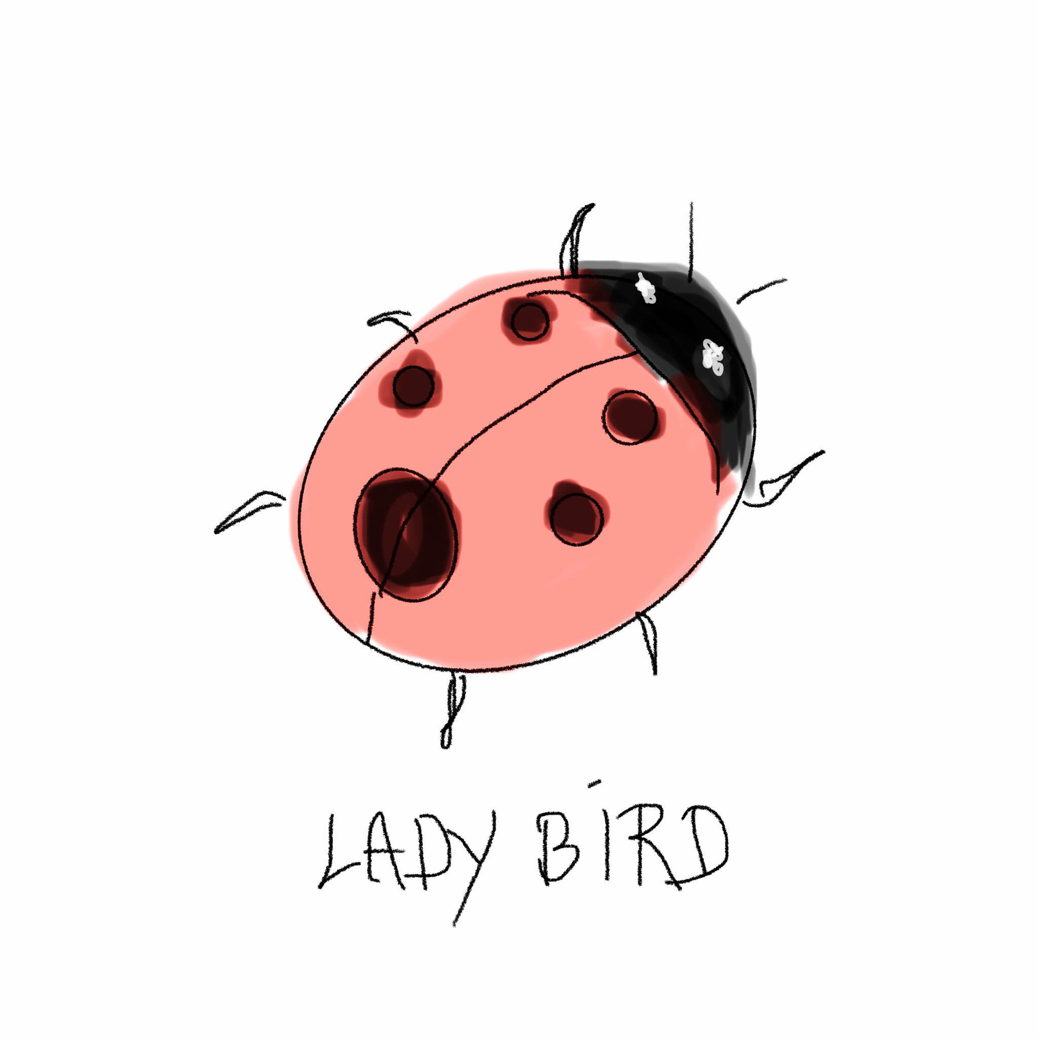 Ladybird