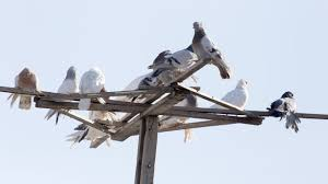 pigeon ate france