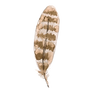 Striped Brown Feather_edited.png