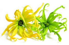 YLANG YLANG essential oil