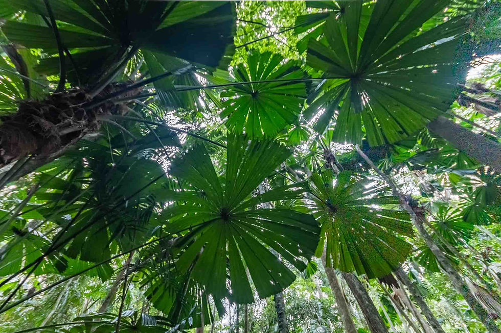Is the Daintree Rainforest worth visiting? A photographers perspective.