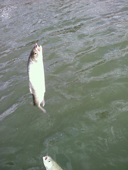 Pretty decent fishing on the Yellowstone today.jpg Even caught a 2 for one