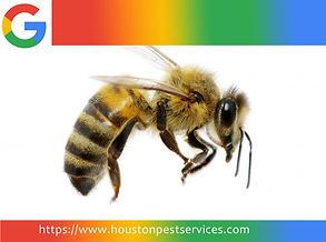 "Expert Wasp Extermination – Fast, Safe Wasp Removal from Your Home"