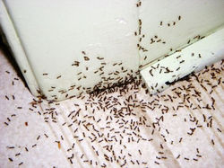 Ant-infestation Control