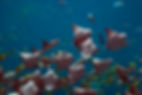 mantas bunt.jpg