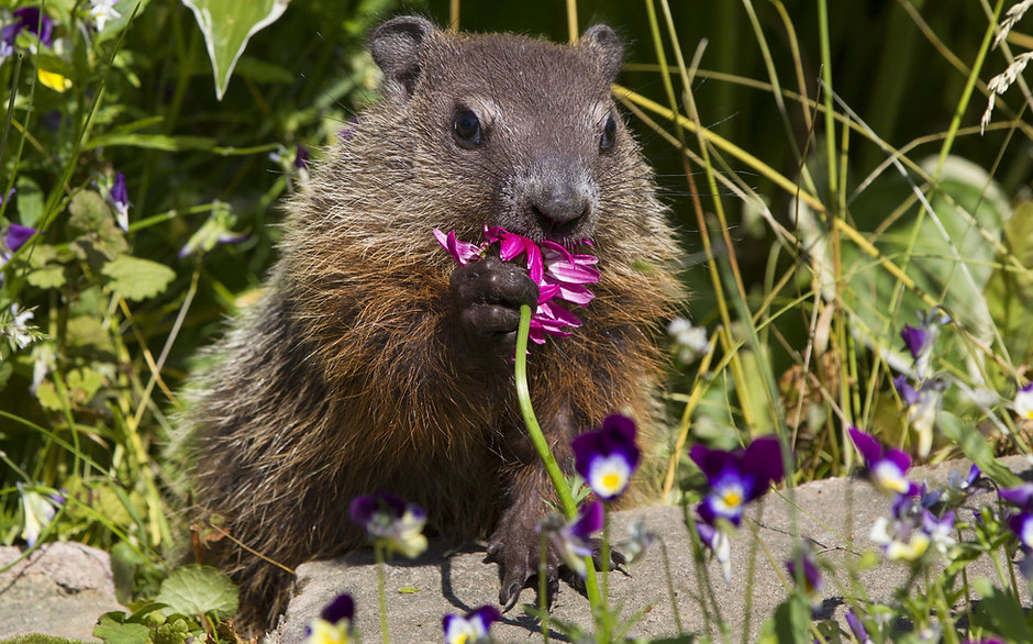 Online Retreat with Fr. Tom February 4-6, 2022