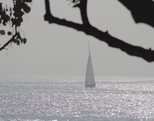 Aterro_barco_entre_árvores.jpg