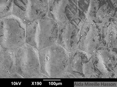 wandering jew surface.tif