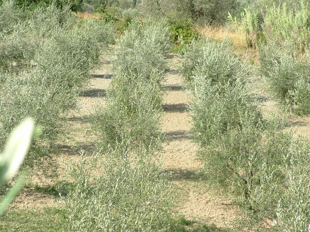 DSCF0010.JPG