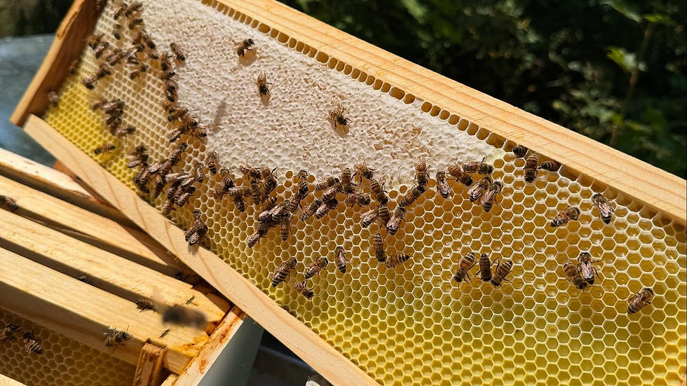 Honeybees at Parkside Farm filling the honeycomb with capped honey.