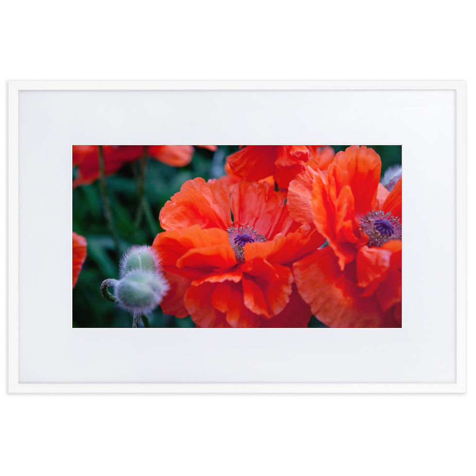 Thumbnail: Wild Poppies Fine Art Print | Artist: Nicole Zaagman