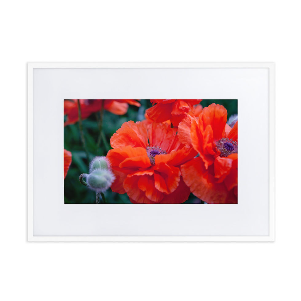 Thumbnail: Wild Poppies Fine Art Print | Artist: Nicole Zaagman